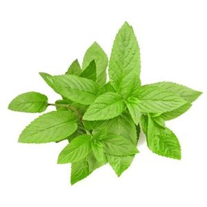 Menta 1 Mazo