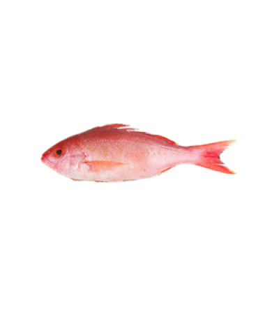 pargo-rojo.png