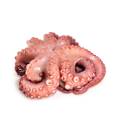 pulpo.png